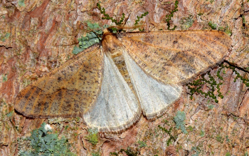 Erannis defoliaria
